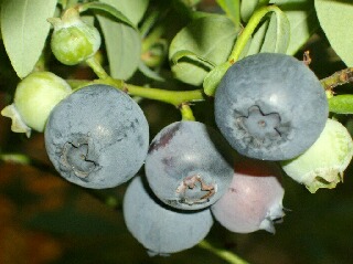 屋内促成栽培ブルーベリーサンシャインブルー一番果完熟